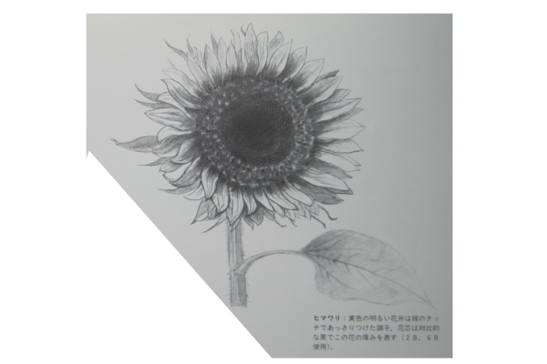 花の鉛筆画・デッサン完全ガイド：基本から応用テクニックまで 